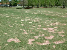 Vereens Turf and Landscape Supply South Carolina Spring Dead Spot